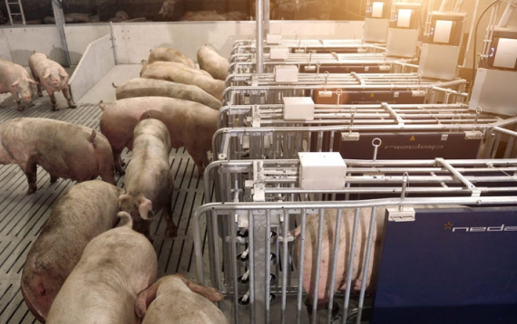 豬糞轉(zhuǎn)子泵1 豬糞轉(zhuǎn)子泵1